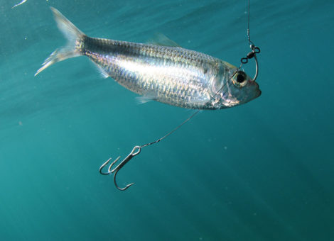 pilchard fish with treble hook in mouth