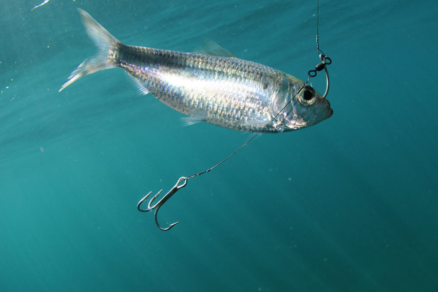 pilchard fish with treble hook in mouth
