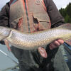 angler caught northern pike in alaska lake