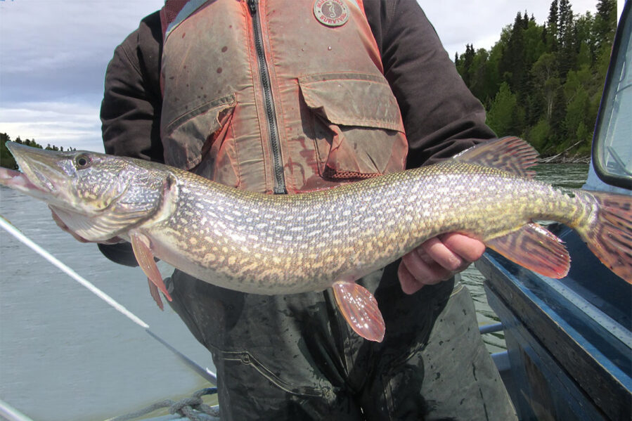 angler caught northern pike in alaska lake