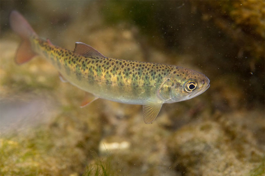 Juvenile rainbow trout with parr marks