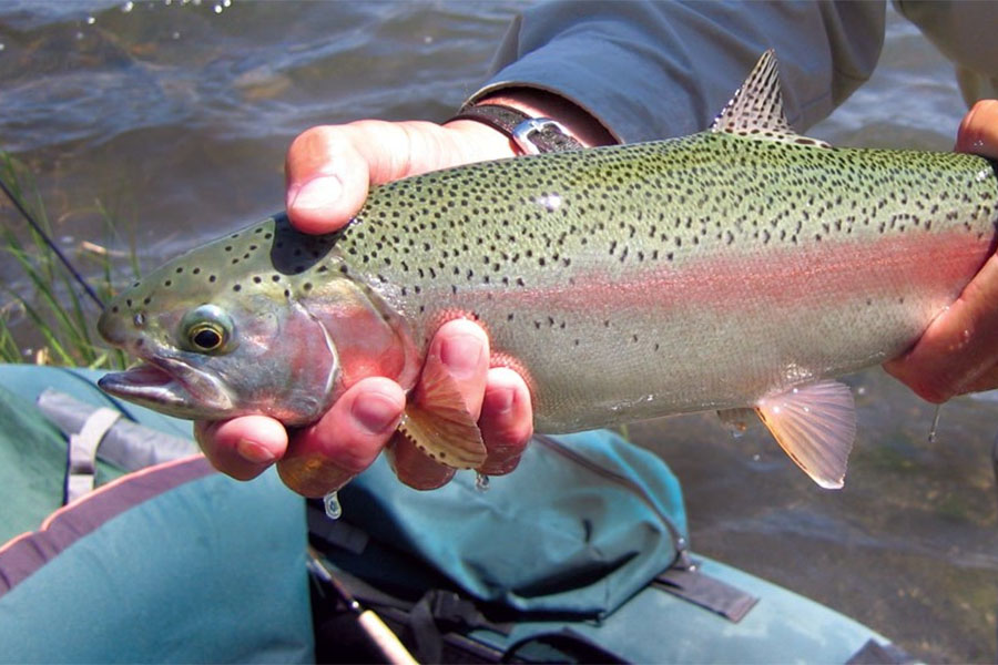 rainbow trout with bright pink colored sides