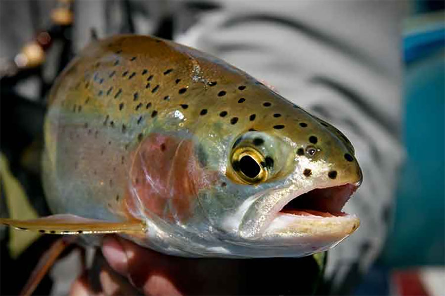 rainbow trout with black spots