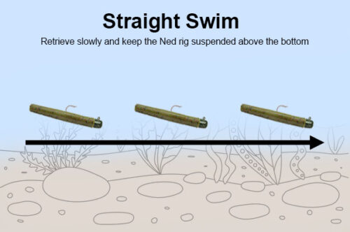straight swim technique for ned rig fishing