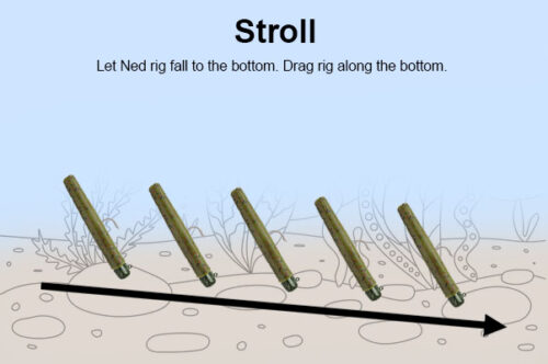 stroll technique for ned rig fishing