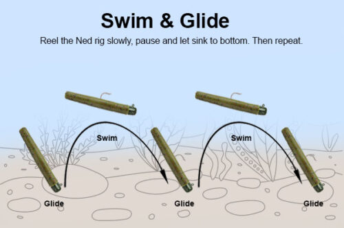swim glide shake technique for ned rig fishing