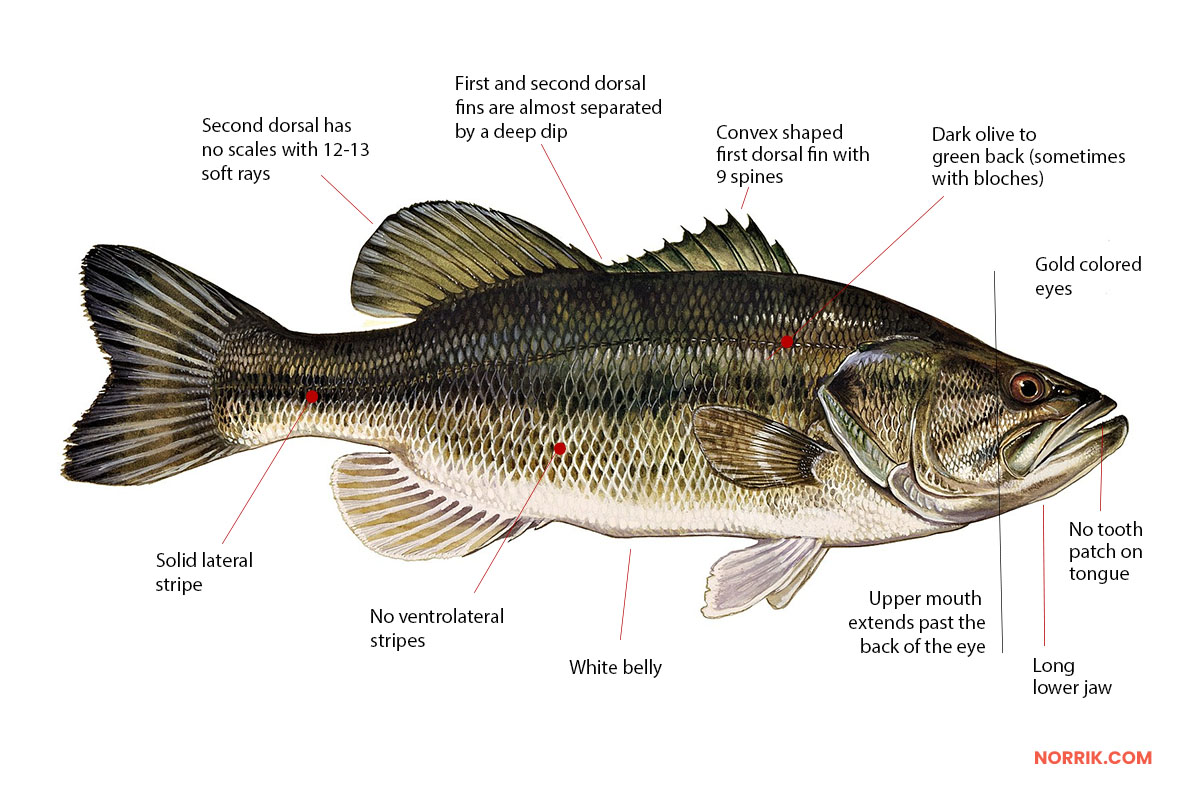 largemouth bass indentification chart and diagram