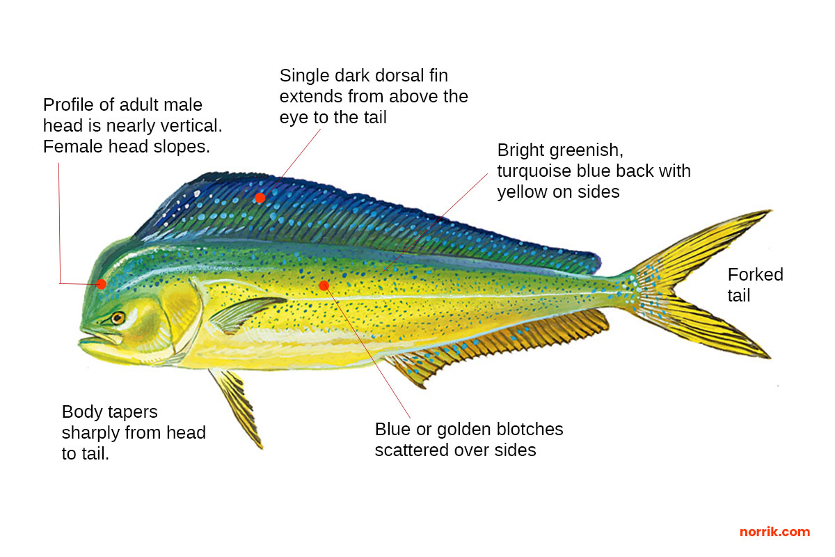 dolphin fish (mahi mahi) identification diagram