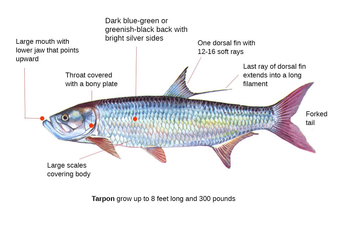 tarpon fish identification diagram