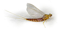 adult mayfly