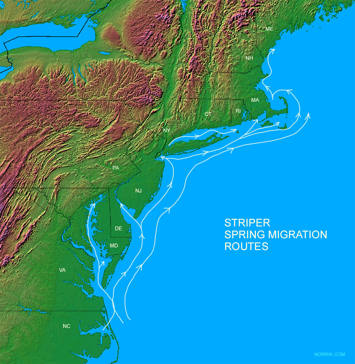 striped bass spring migration routes atlantic coast