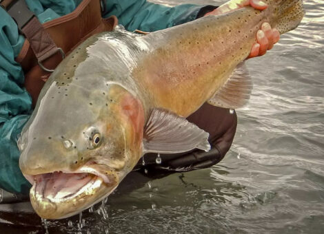 bear river drainage uintas cutthroat trout