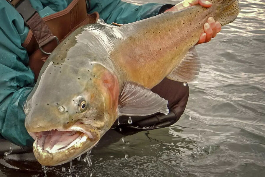 bear river drainage uintas cutthroat trout