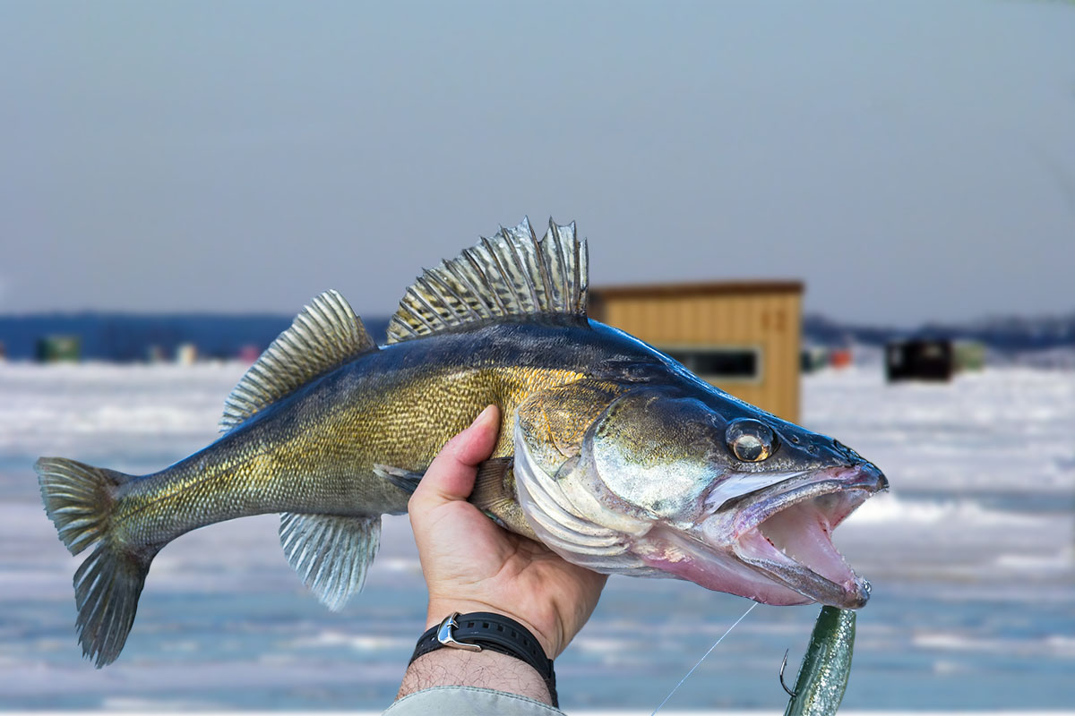 Man holding walleye caught ice fishing