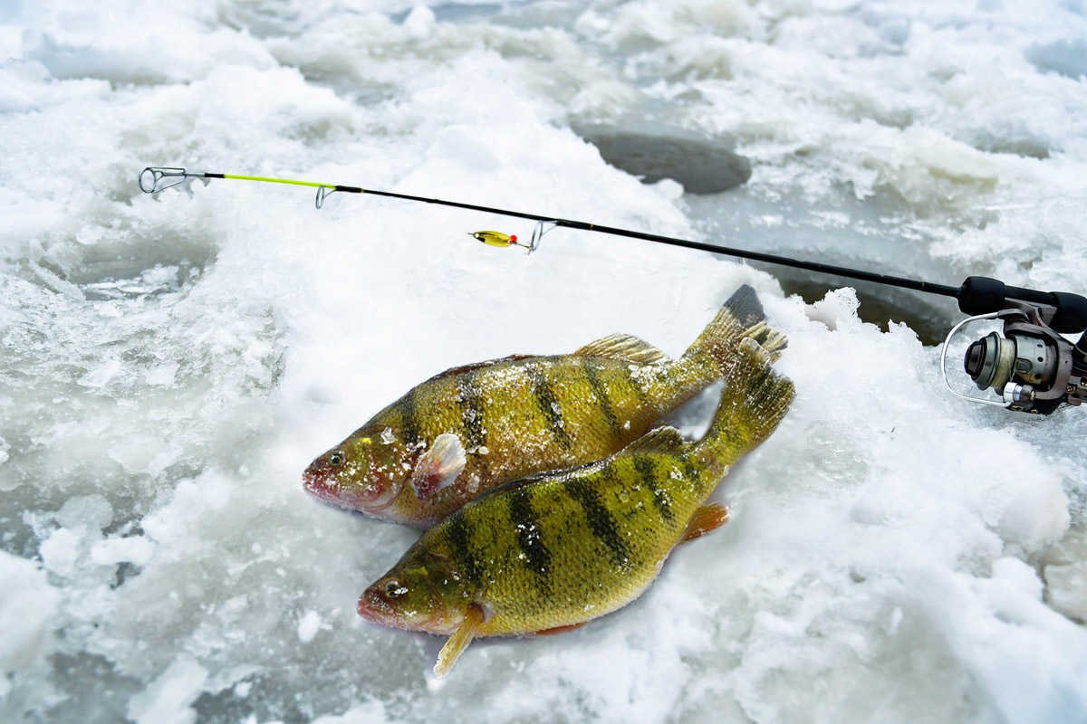 Yellow perch next to ice fishing hole