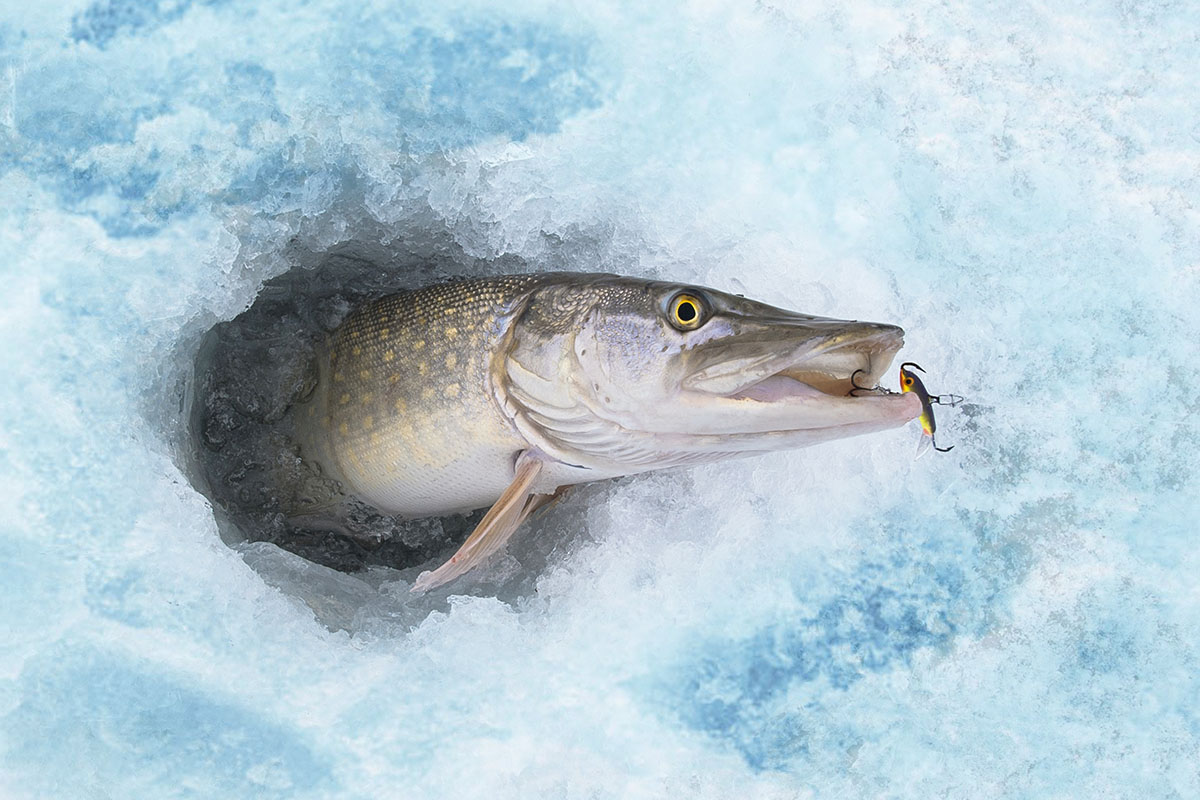 Pike in ice fishing hole on the lake