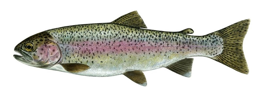 redband rainbow trout