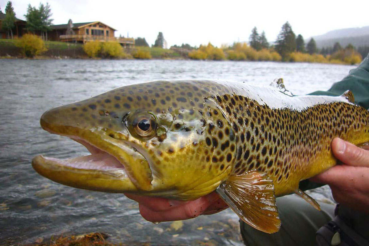 brown trout caught on the west fork of the madison river