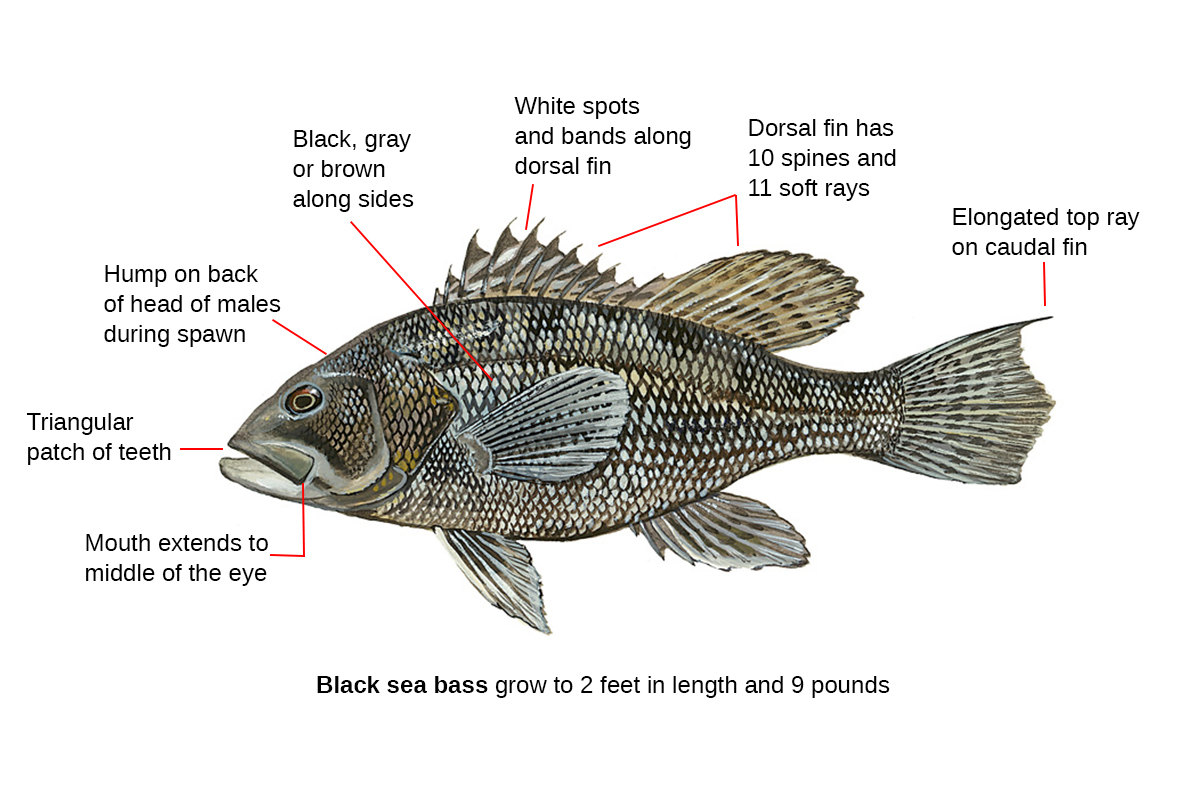 black sea bass identification diagram