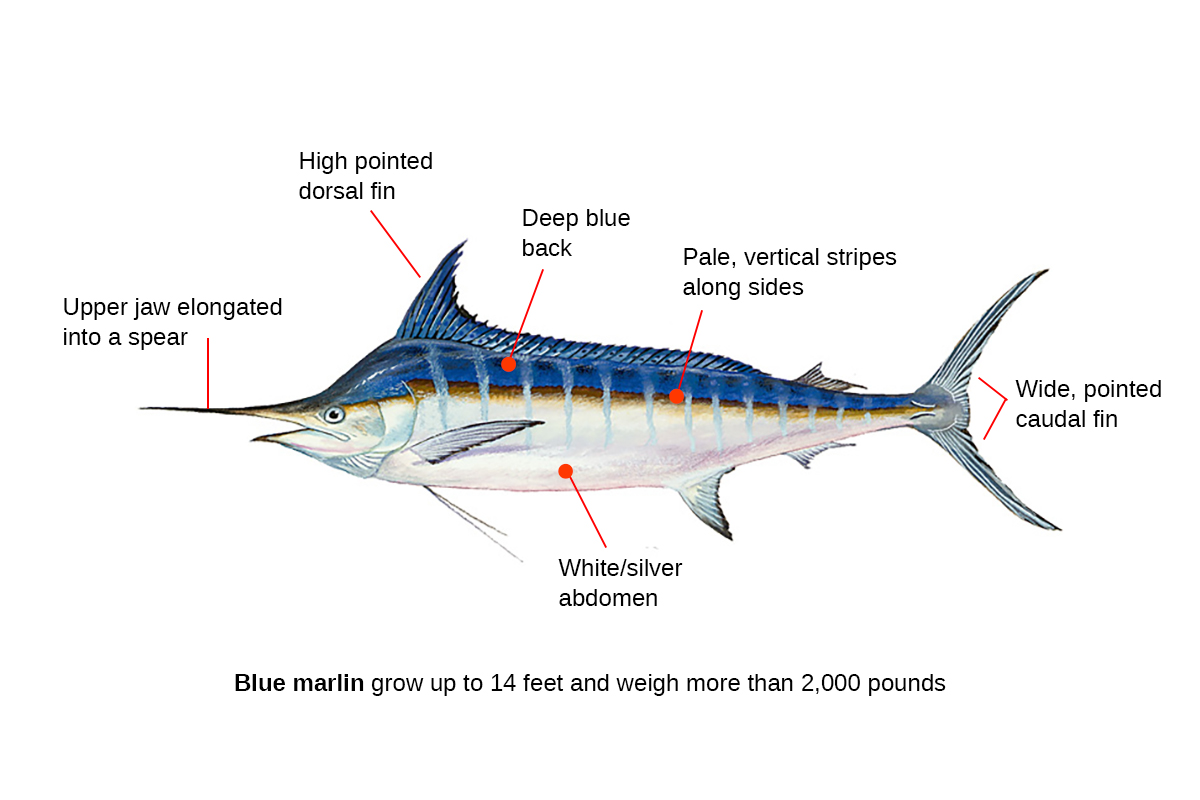 blue marlin identification diagram
