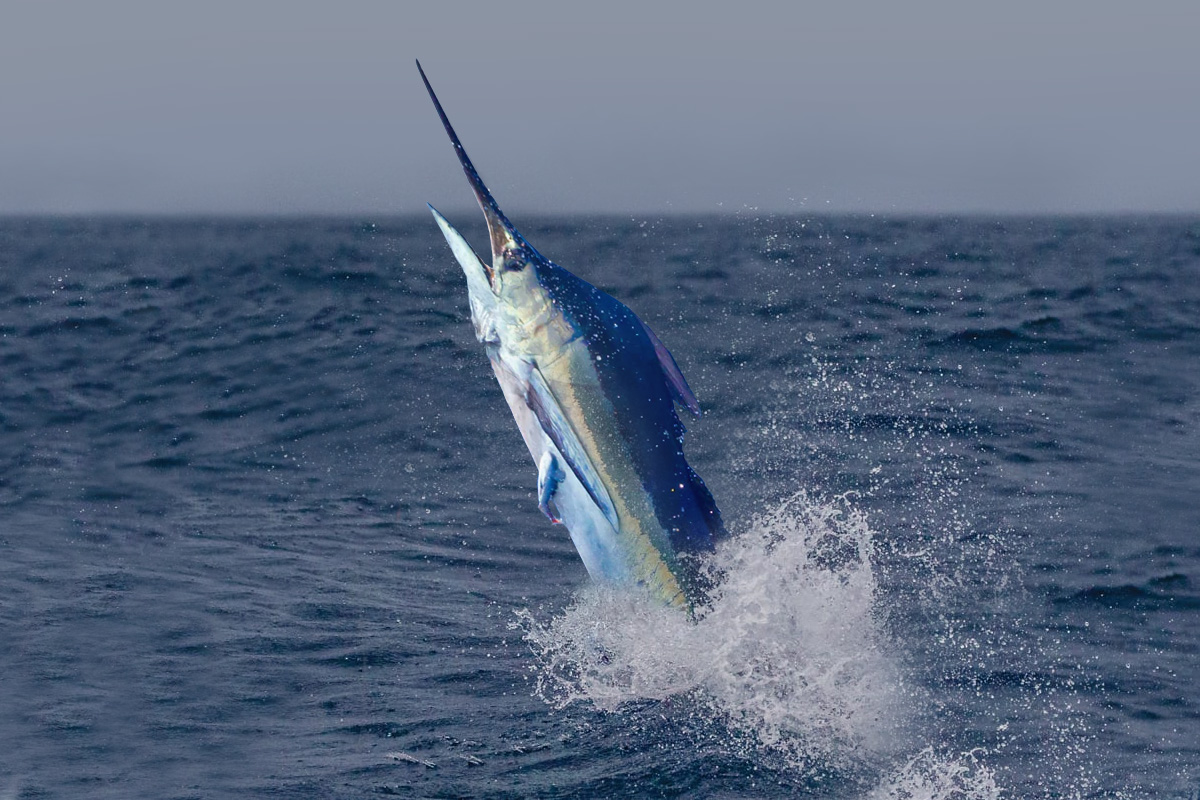 blue marlin jumping up through the surface
