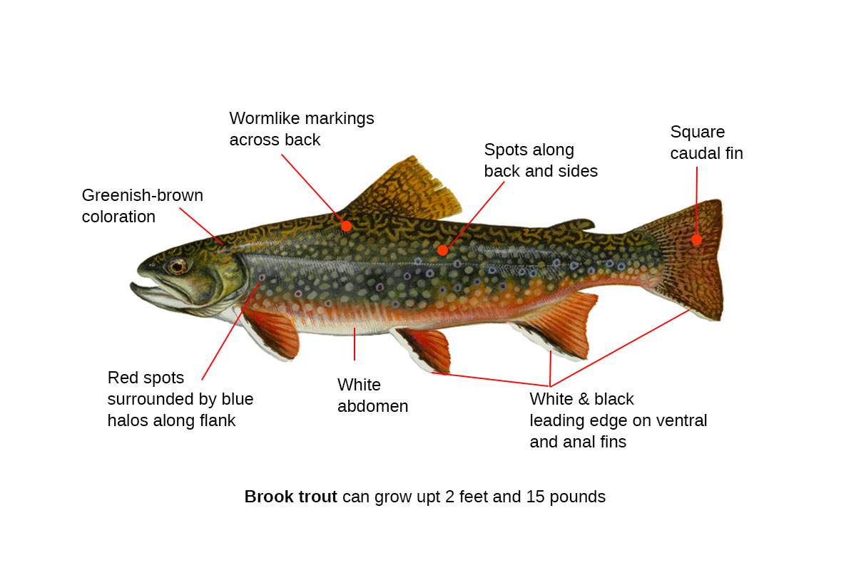 brook trout identification diagram