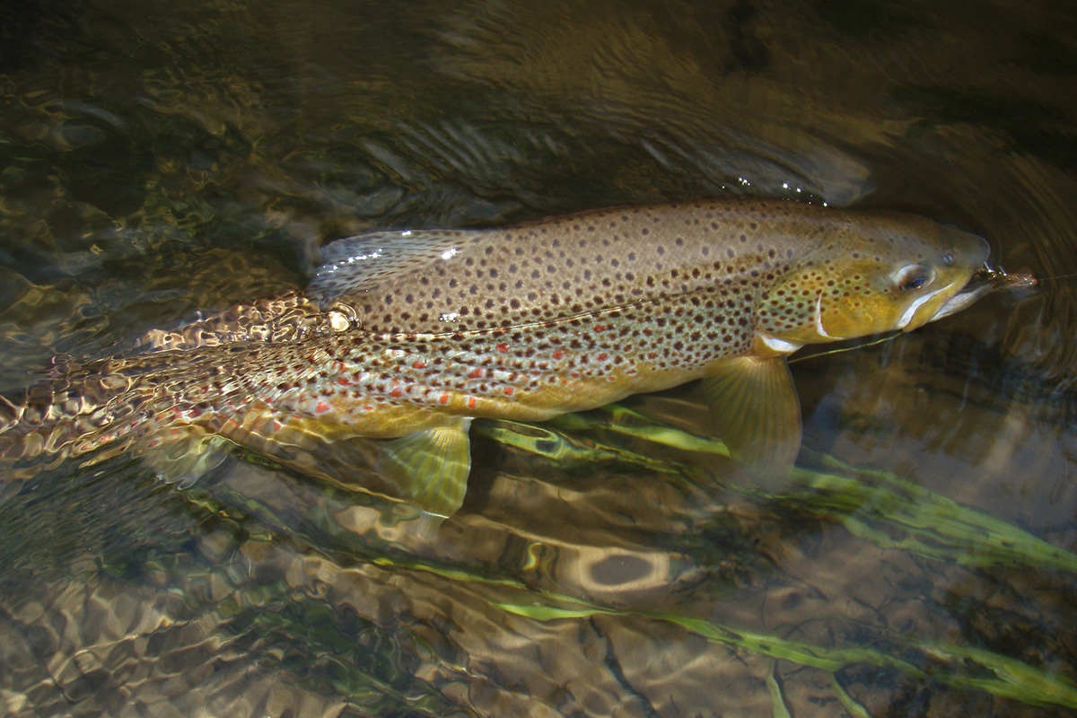 brown trout feeding at the surface