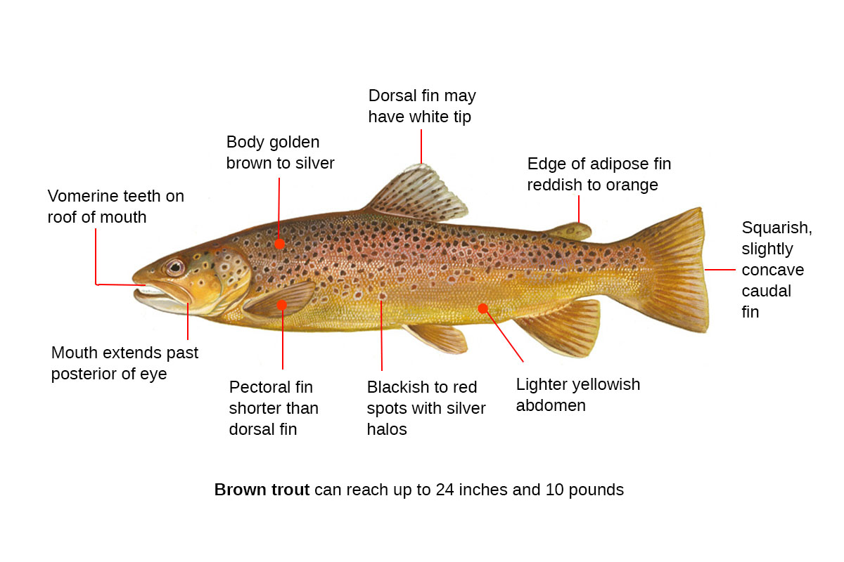 brown trout identification diagram