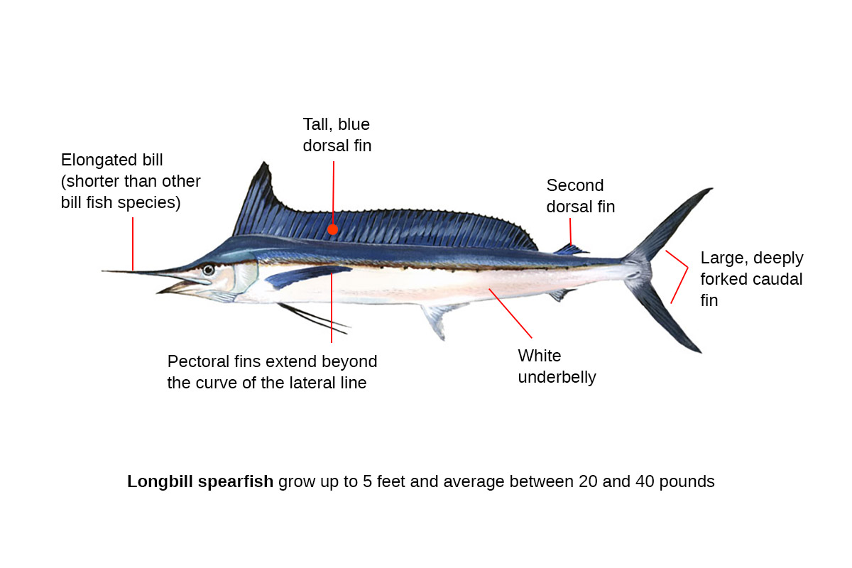 longbill spearfish identification diagram