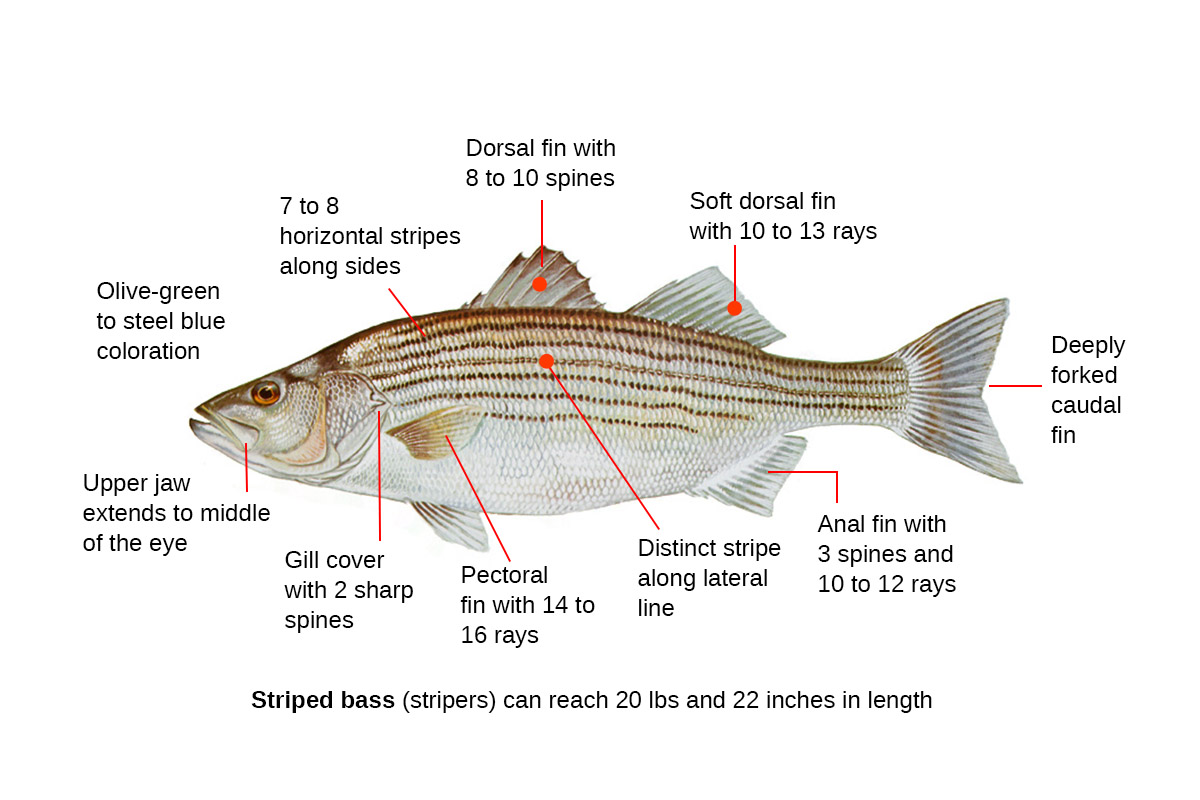 striped bass identification diagram