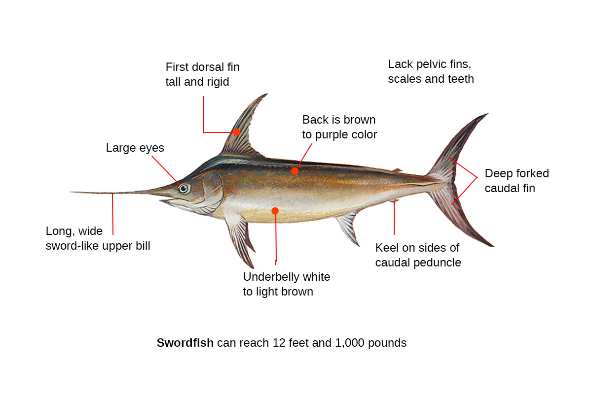 swordfish identification diagram