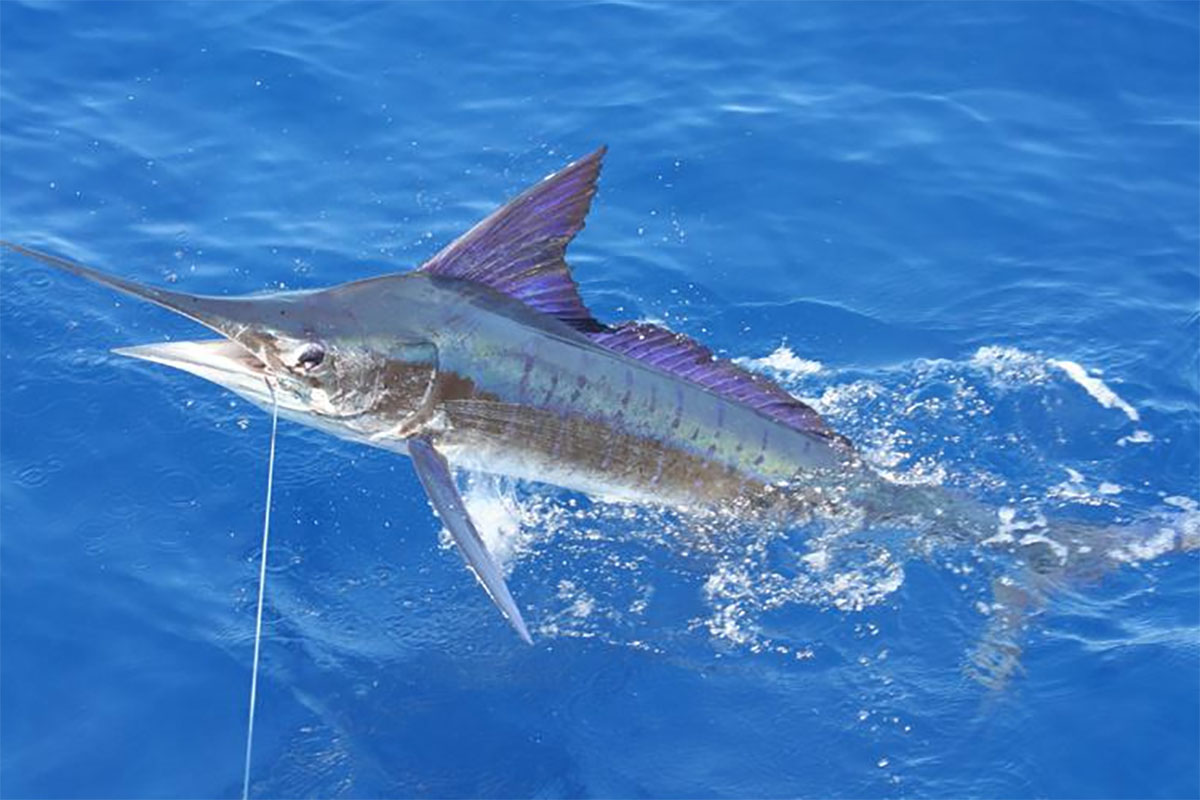 striped swordfish off the coast of costa rica