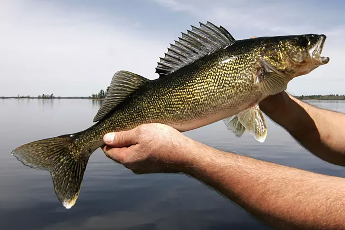 angler holding walleye catch in lake