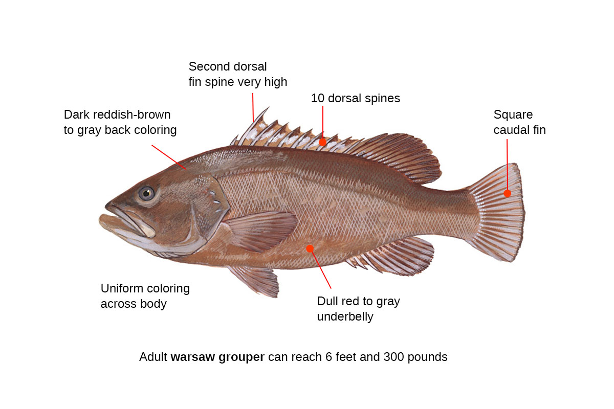 warsaw grouper identification diagram