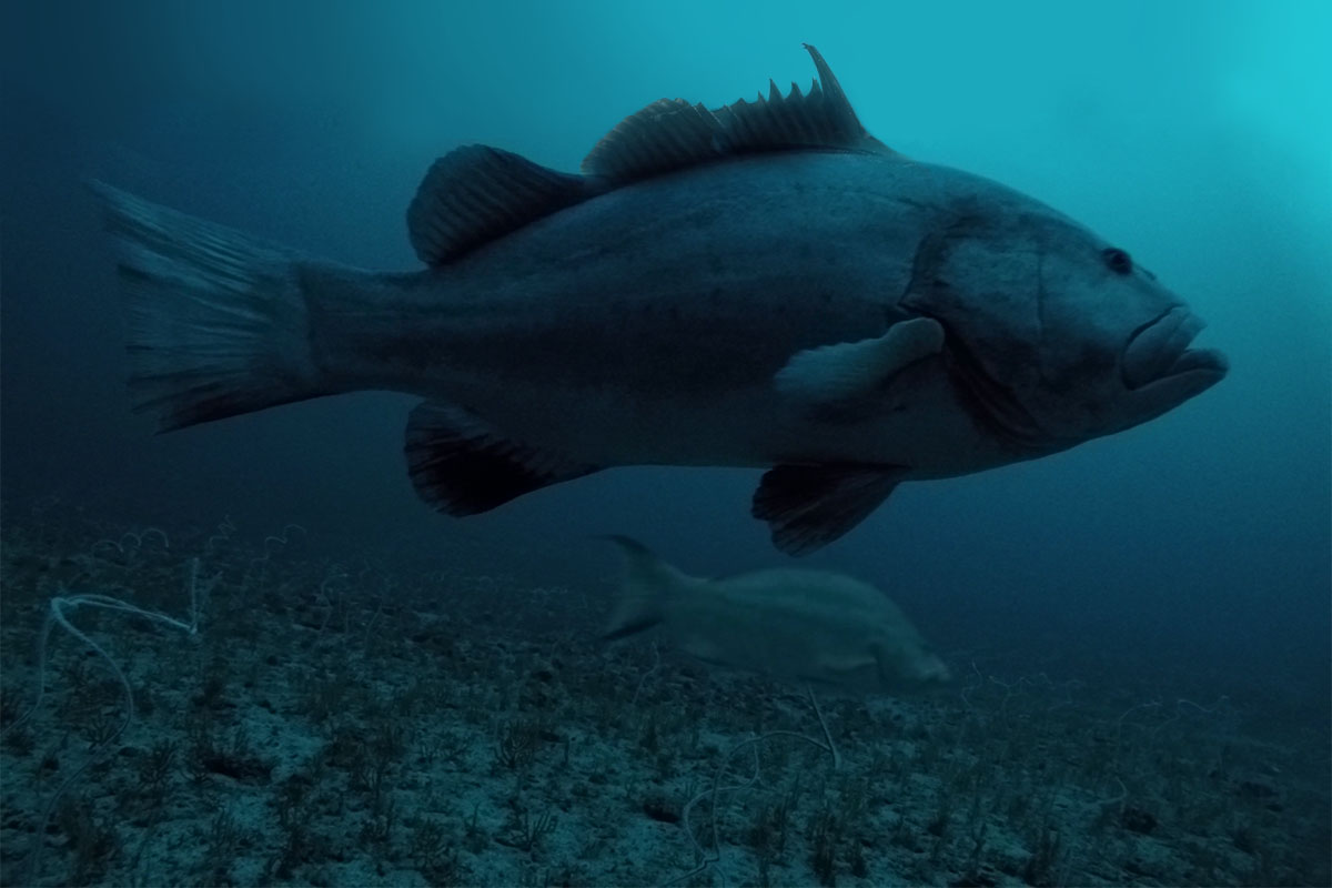 warsaw grouper on bottom of the ocean