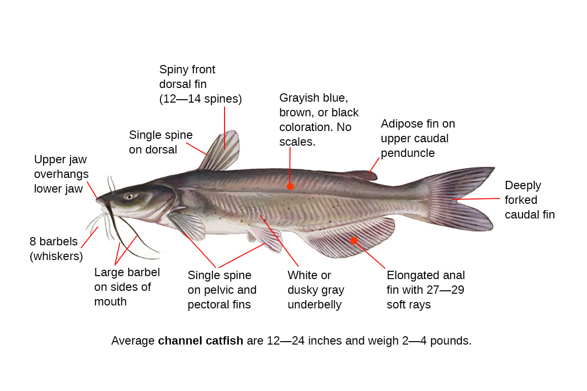 channel catfish identification diagram