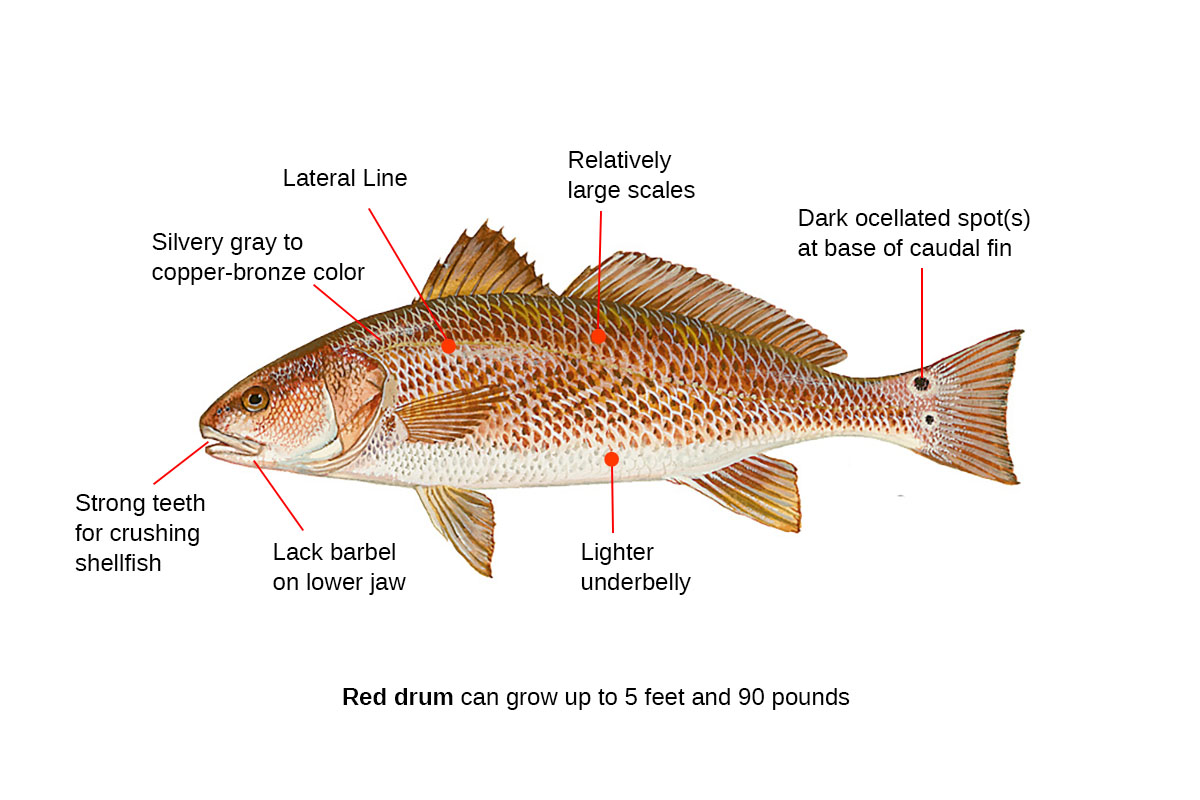 Red Drum Fishing Guide  How to Catch a Red Drum