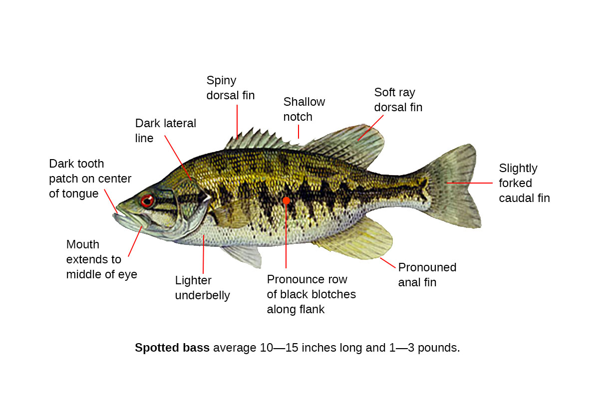 spotted bass identification diagram