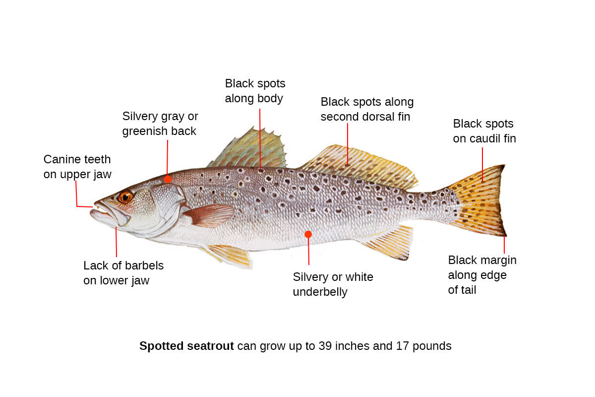 spotted seatrout identification diagram