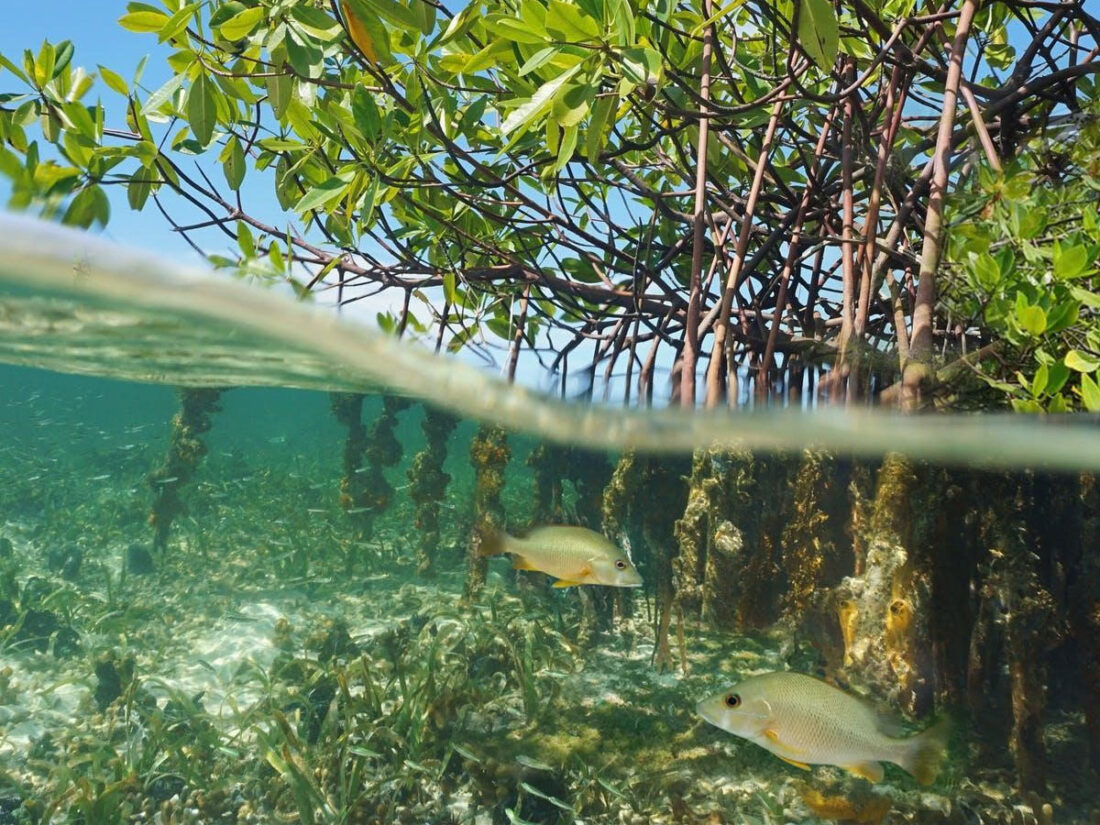 fish in roots of mangroves