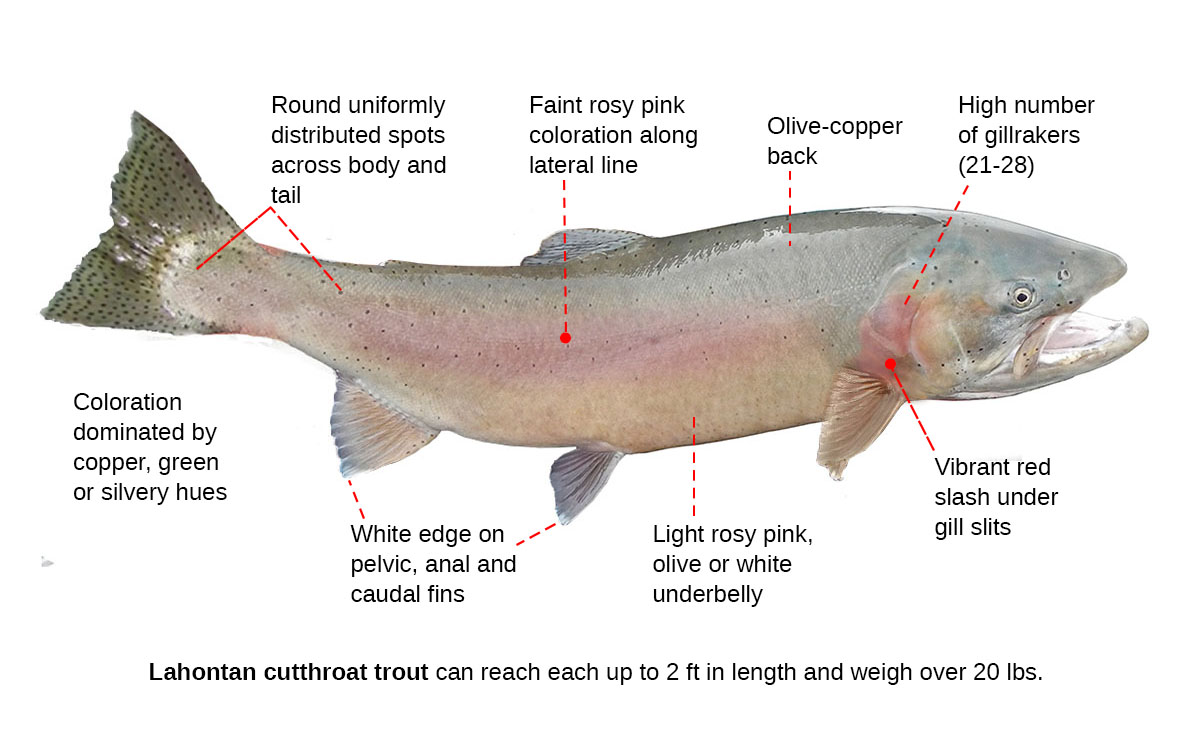 lahontan cutthroat trout identification diagram