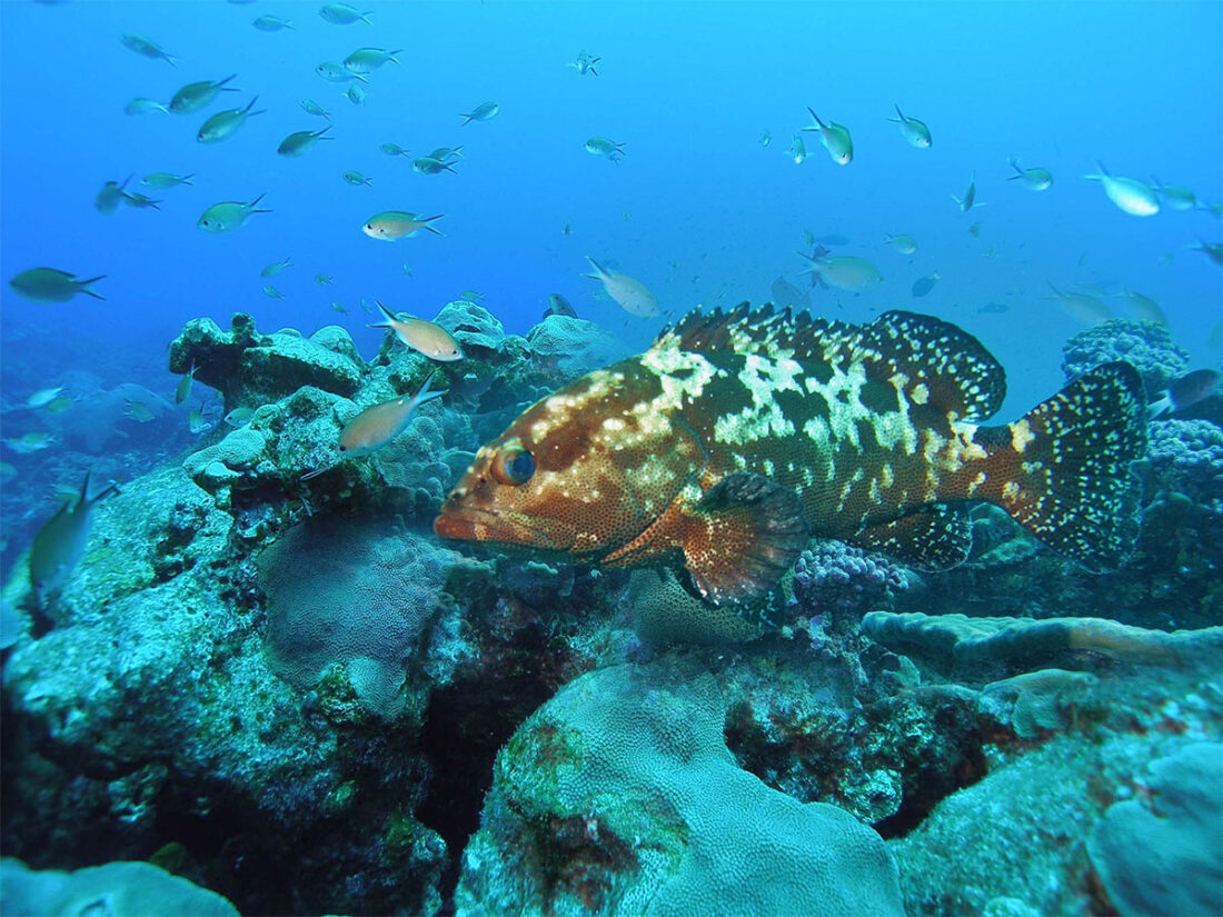 natural coral reef with grouper fish