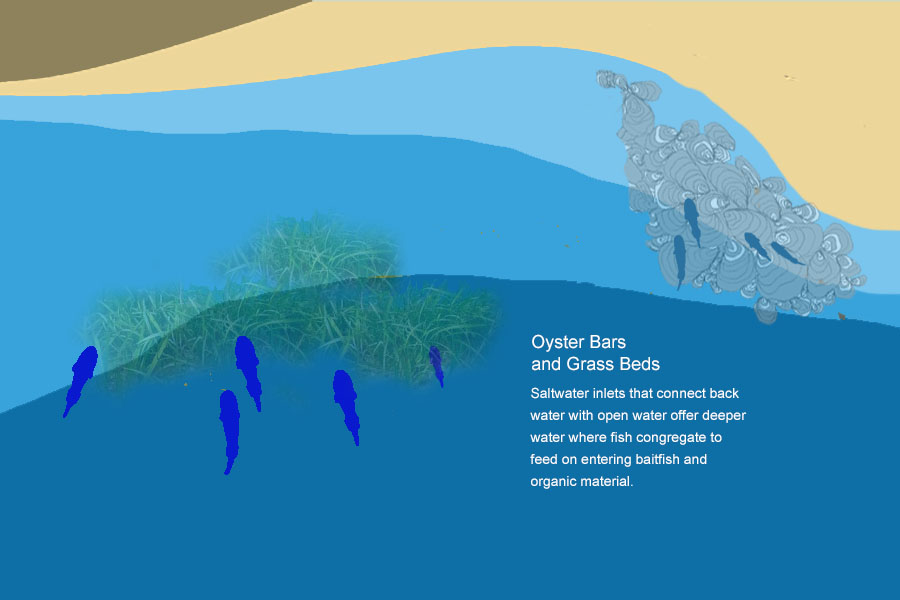 seagrass beds and oyster bars with fish