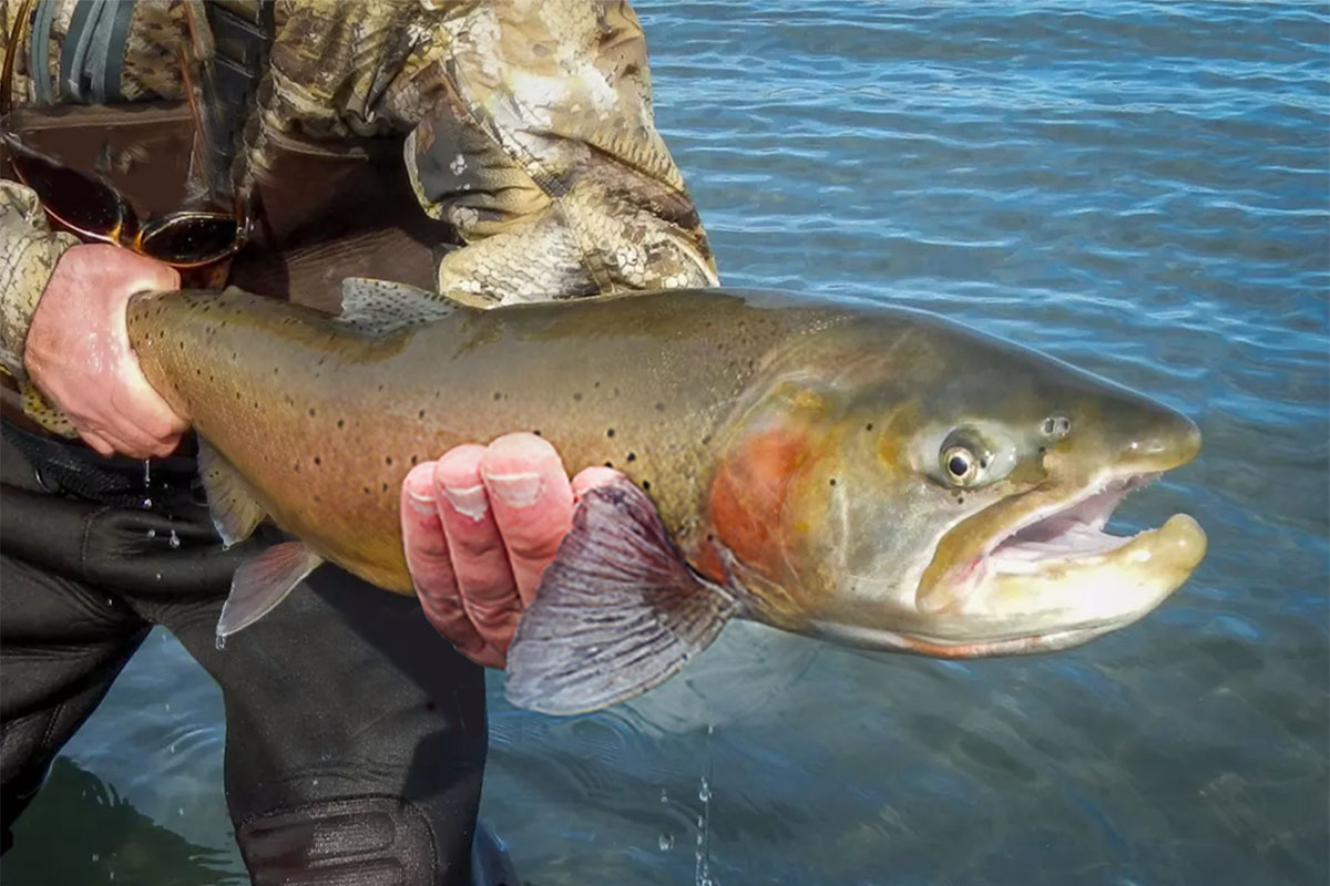 fisherman holding large lahontan cutthroat trout in pyramid lake