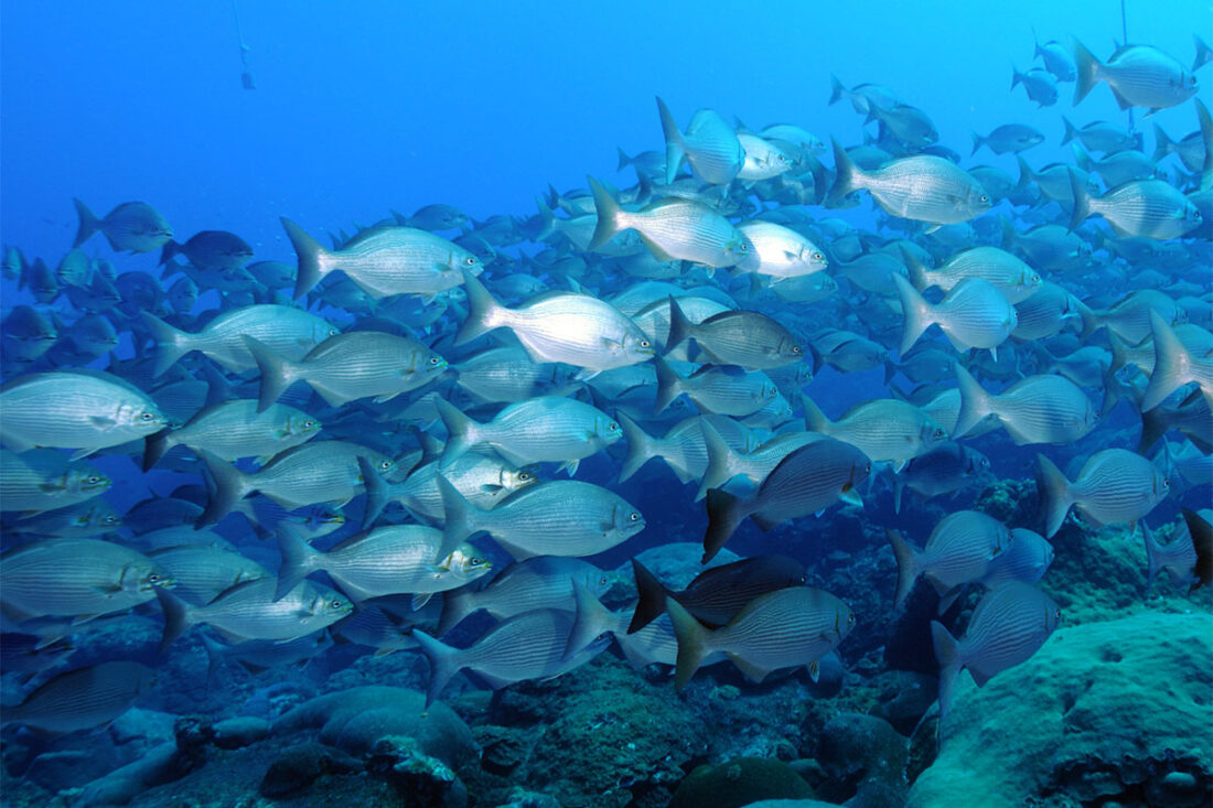 school of chub in the gulf of mexico