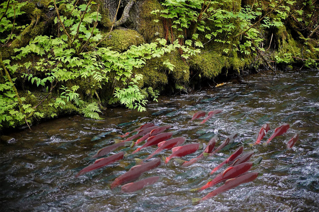 sockeye salmon migration