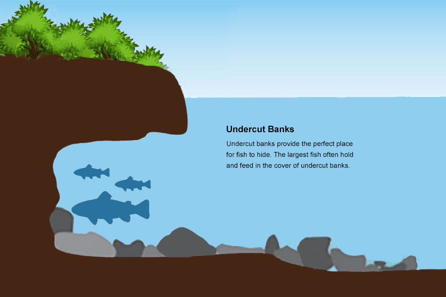 fishing undercut banks