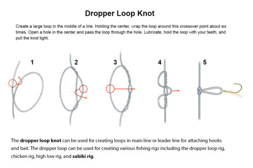 step to tie a dropper loop knot to attach a hook to a fishing leader line