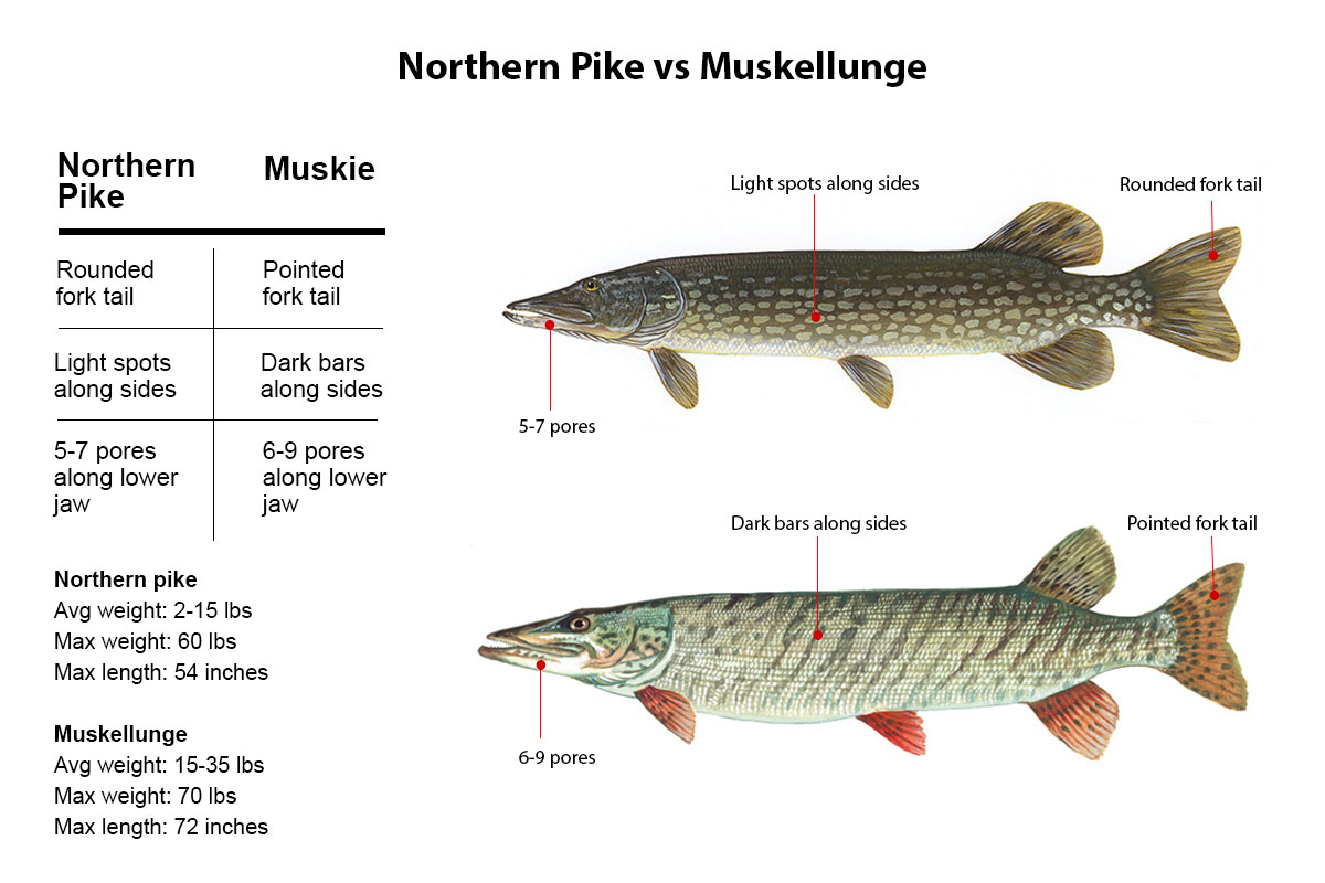 northern pike vs muskellunge characteristics and comparison