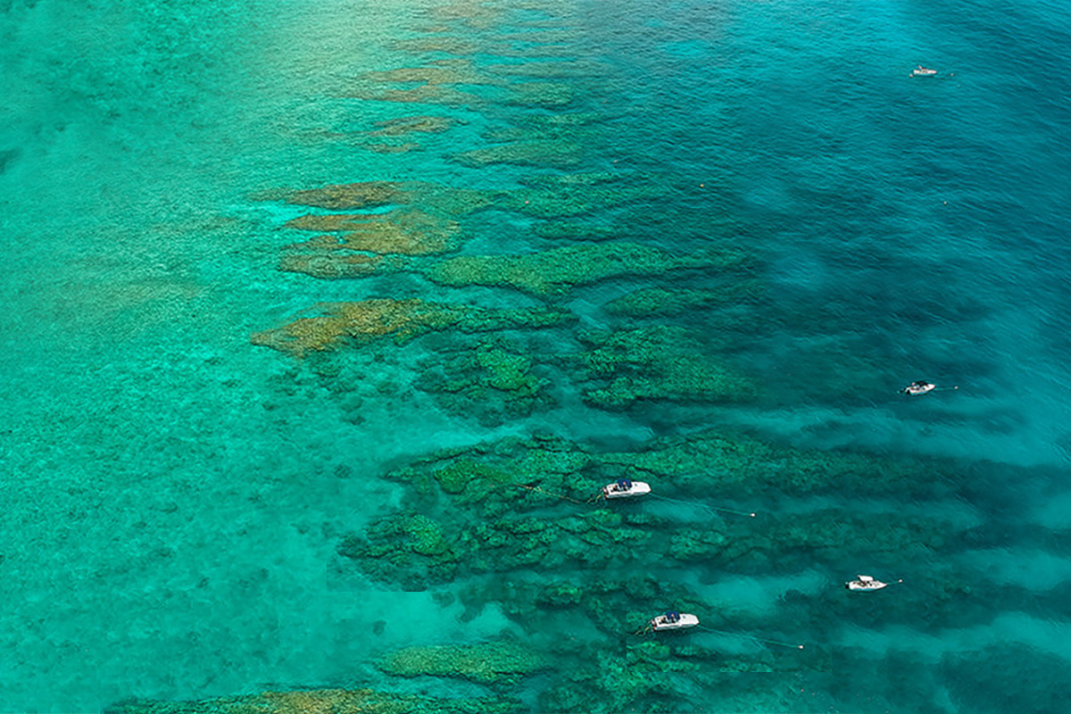 dry tortugas patch reefs